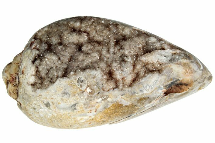 Chalcedony Replaced Gastropod With Sparkly Quartz - India #225649